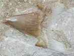 Otodus Shark Tooth Fossil In Rock - Eocene #56438-1